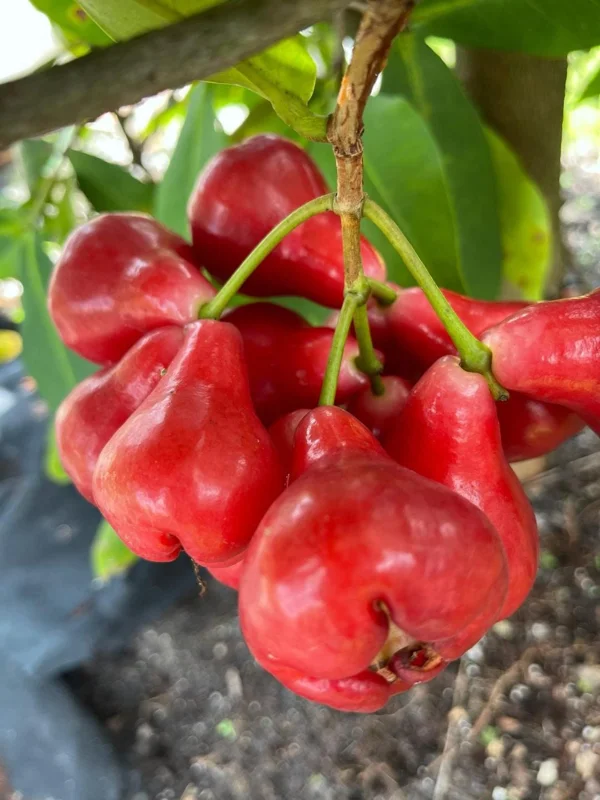 Black Perl Wax Apple Tree Live Plant – 1 to 2 Feet Tall in 3 Gallon Pot - Image 1