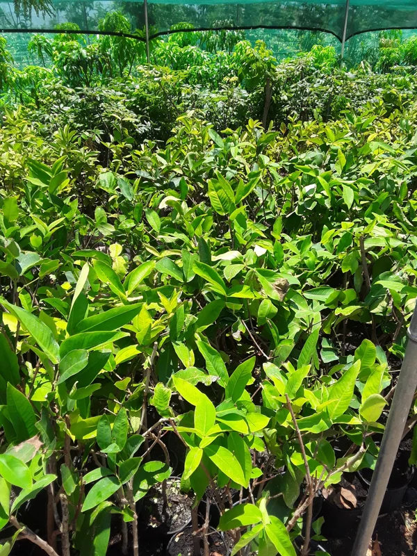 Black Perl Wax Apple Tree Live Plant – 1 to 2 Feet Tall in 3 Gallon Pot - Image 2