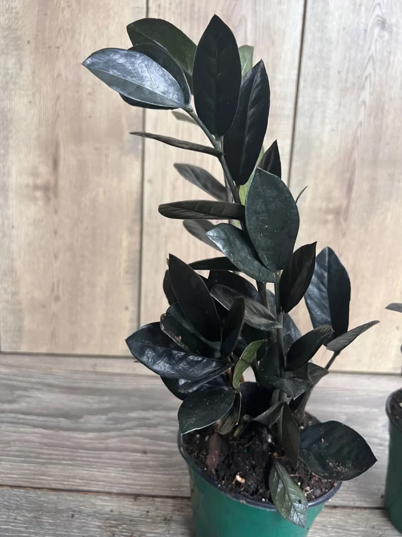 ZZ Raven Plant | Zamioculcas zamiifolia Raven Plant | grow urban.