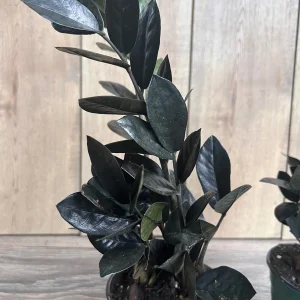 Black Raven ZZ Plant - Dark Zamioculcas zamiifolia Live Plant, 4 inch Pot, Indoor - Image 3