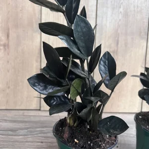 Black Raven ZZ Plant - Dark Zamioculcas zamiifolia Live Plant, 4 inch Pot, Indoor - Image 4