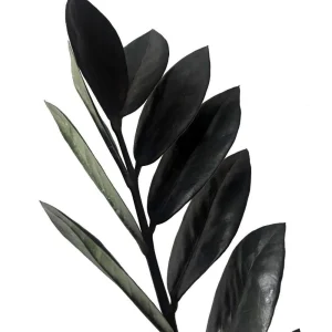 Black Raven ZZ Plant Live Plant – Zamioculcas zamiifolia – 4" Pot – Indoor - Image 2