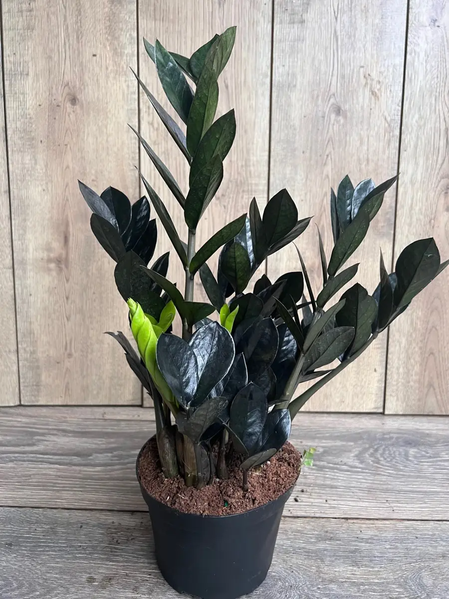 Black Raven ZZ Plant – Zamioculcas zamiifolia raven Live Plant – 6 inch Pot – Indoor - Image 3