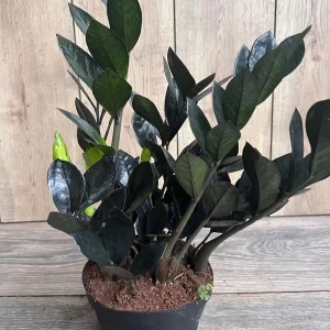 Black Raven ZZ Plant – Zamioculcas zamiifolia raven Live Plant – 6 inch Pot – Indoor - Image 1