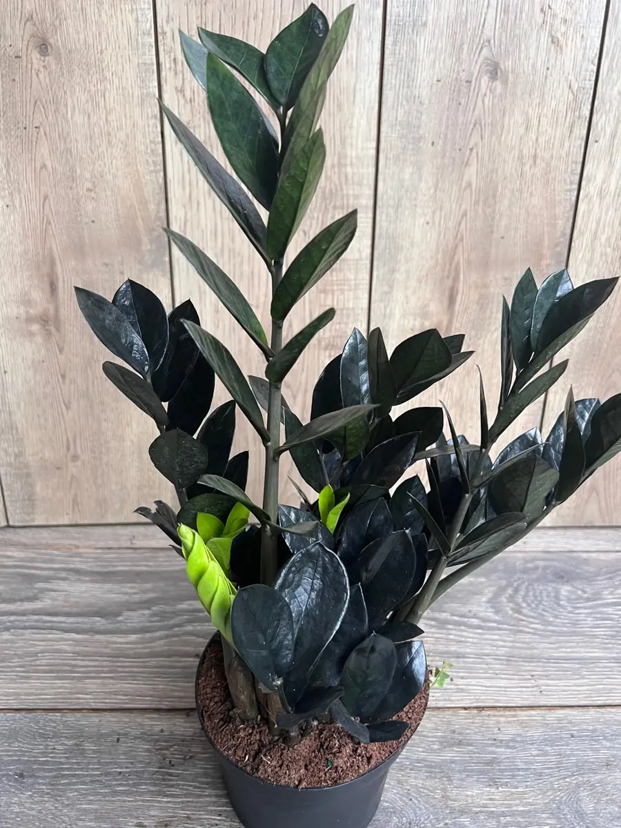 Black Raven ZZ Plant – Zamioculcas zamiifolia raven Live Plant – 6 inch Pot – Indoor - Image 4
