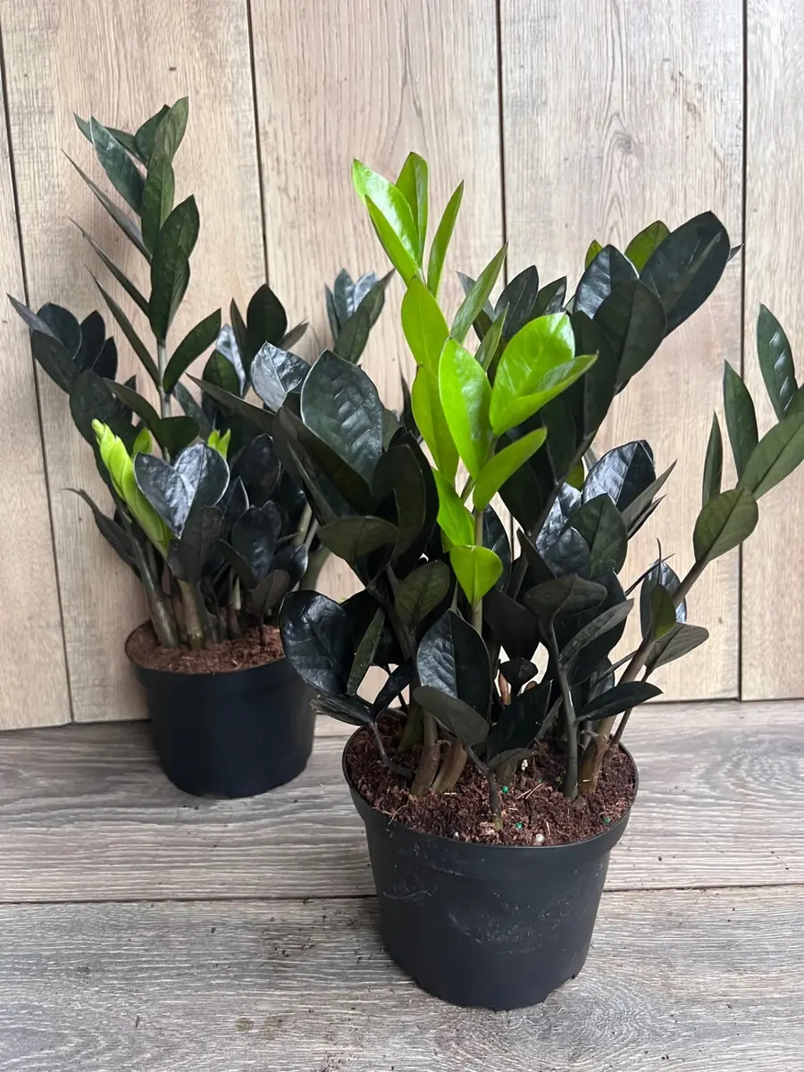 Black Raven ZZ Plant – Zamioculcas zamiifolia raven Live Plant – 6 inch Pot – Indoor - Image 5