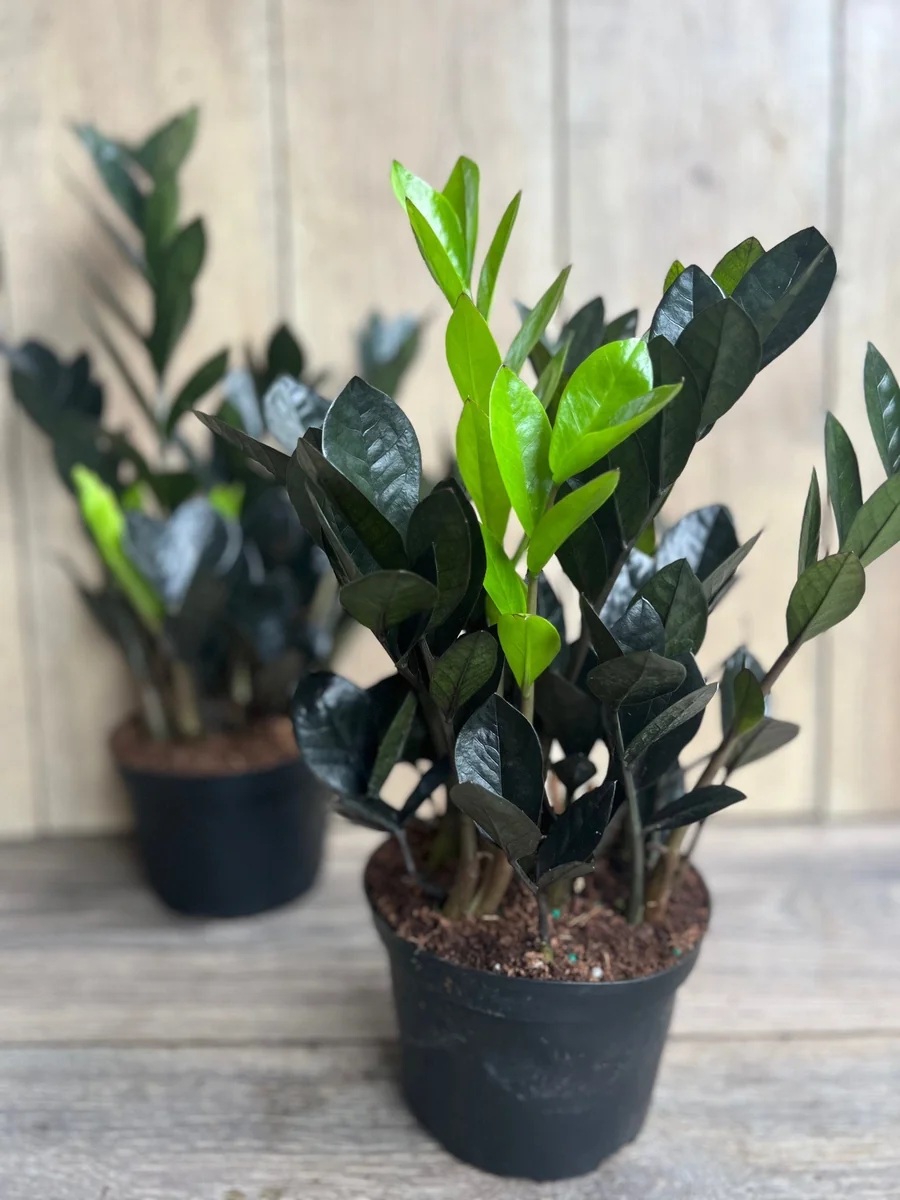 Black Raven ZZ Plant – Zamioculcas zamiifolia raven Live Plant – 6 inch Pot – Indoor - Image 6