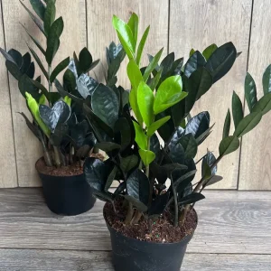 Black Raven ZZ Plant – Zamioculcas zamiifolia raven Live Plant – 6 inch Pot – Indoor - Image 7