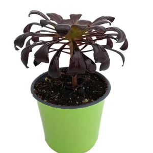 Black Rose Tree Aeonium arboreum 'Zwartkop' Live Succulent Plant - 2" Pot - Image 2