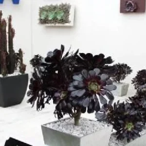 Black Rose Tree Aeonium arboreum 'Zwartkop' Live Succulent Plant - 2