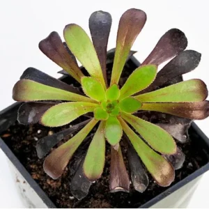 Black Rose Tree Aeonium arboreum 'Zwartkop' Live Succulent Plant - 2" Pot - Image 1