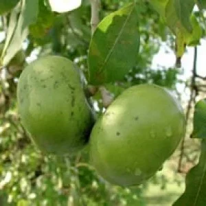 Black Sapote Live Plant – 3-4 Ft Tall Chocolate Pudding Fruit Tree – 7 Gal Pot - Image 1