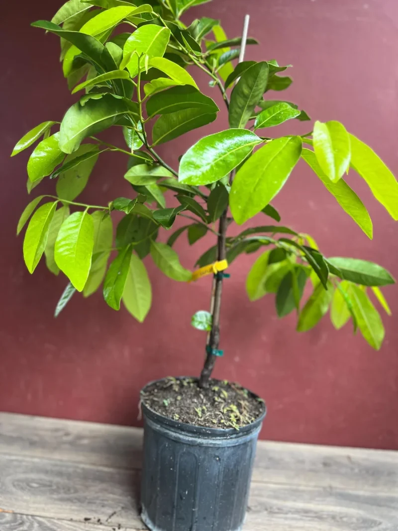 Black Sapote Live Plant - Grafted Fruit Tree in 3 Gallon Pot