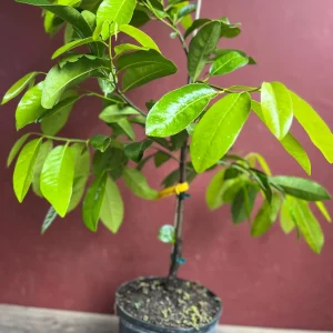 Black Sapote Live Plant – Grafted Fruit Tree – 3 Gallon Pot – Tropical - Image 7