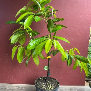 Black Sapote Live Plant – Grafted Fruit Tree – 3 Gallon Pot – Tropical - Image 8
