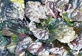 Black Scallop Ajuga Reptans Live Plant – 3.5 Inch Pot – Ground Cover - Image 2