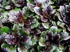 Black Scallop Ajuga Reptans Live Plant – 3.5 Inch Pot – Ground Cover - Image 1