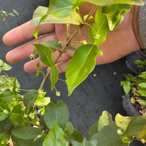 Black Surinam Cherry Live Plant – 5 Gallon – 4 Feet Tall – Fruit Tree - Image 4