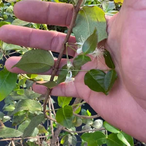 Black Surinam Cherry Live Plant – 5 Gallon – 4 Feet Tall – Fruit Tree - Image 6