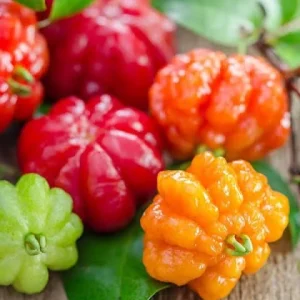 Black Surinam Cherry Tree Live Plant – 3 Gallon – 2-3 Feet Tall - Image 1