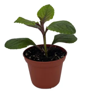Black Swedish Ivy Live Plant - Plectranthus 'Gothic' - 2.5" Pot - Image 2