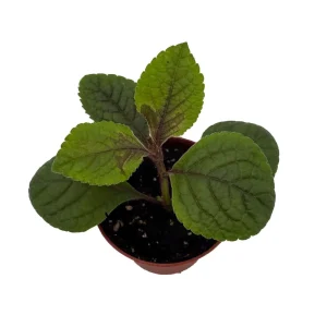 Black Swedish Ivy Live Plant - Plectranthus 'Gothic' - 2.5" Pot - Image 1