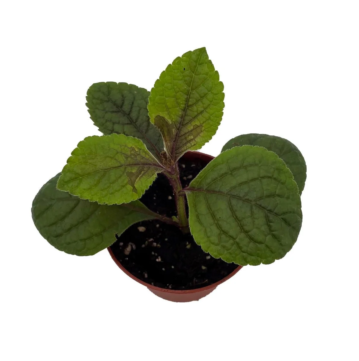 Black Swedish Ivy Live Plant - Plectranthus 'Gothic' - 2.5" Pot - Image 1