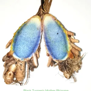 Black Turmeric Rhizomes (Curcuma caesia) - Edible & Ornamental Plant - Image 1