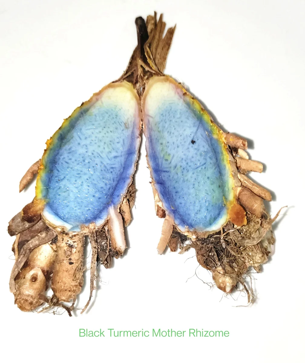 Black Turmeric Rhizomes (Curcuma caesia) - Edible & Ornamental Plant - Image 1