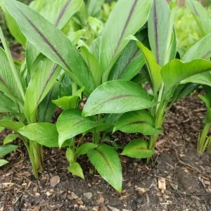 Black Turmeric Rhizomes (Curcuma caesia) - Edible & Ornamental Plant - Image 2