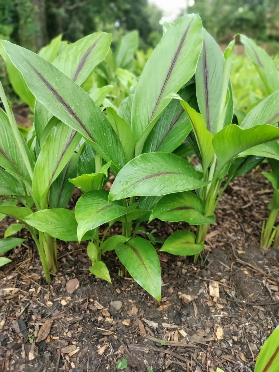 Black Turmeric Rhizomes (Curcuma caesia) - Edible & Ornamental Plant - Image 2