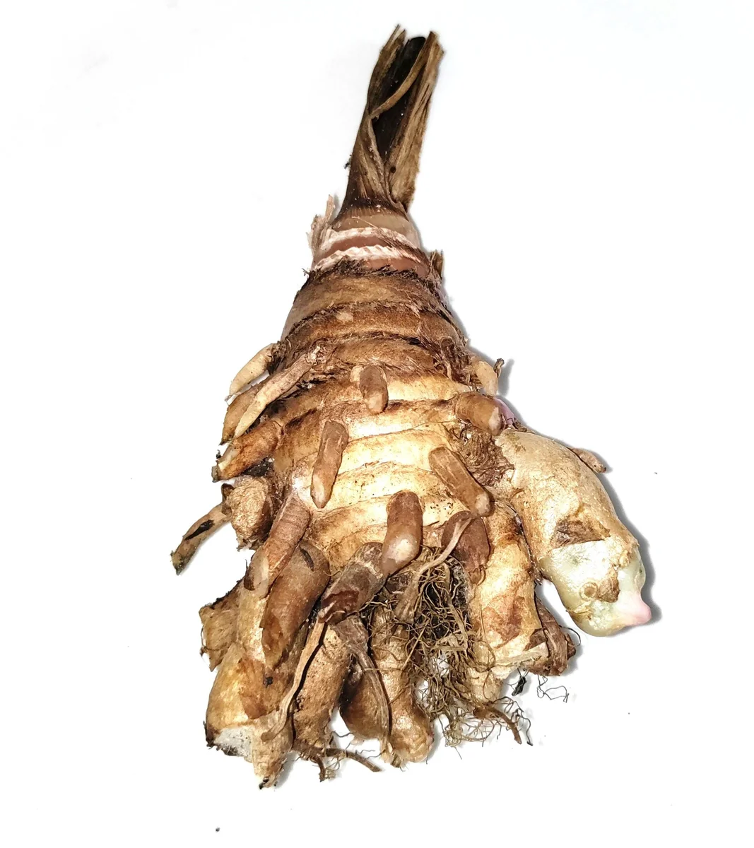 Black Turmeric Rhizomes (Curcuma caesia) - Edible & Ornamental Plant - Image 3