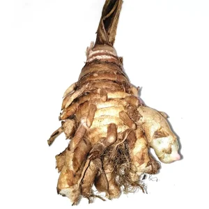 Black Turmeric Rhizomes Curcuma caesia - Edible & Ornamental Plant Rhizomes - Image 3