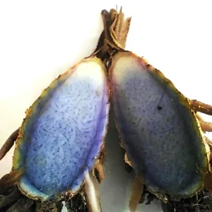 Black Turmeric Rhizomes (Curcuma caesia) - Edible & Ornamental Plant - Image 4