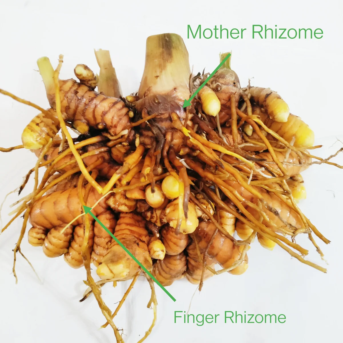 Black Turmeric Rhizomes (Curcuma caesia) - Edible & Ornamental Plant - Image 6
