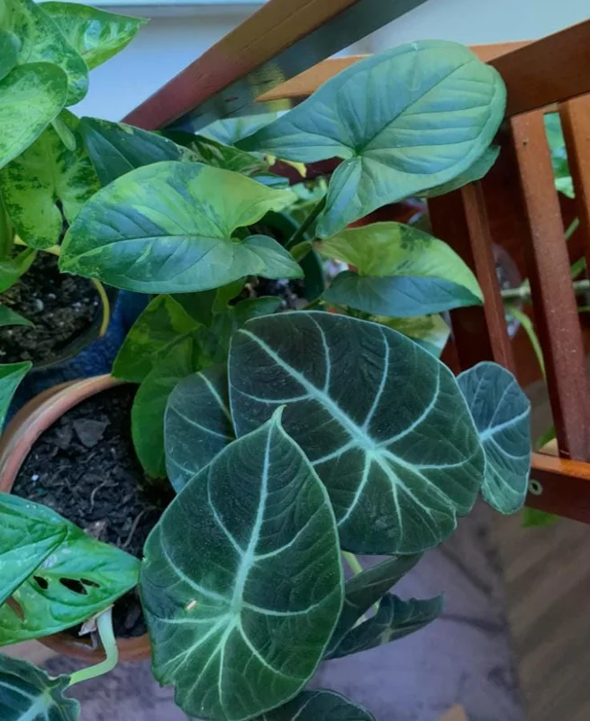Black Velvet Alocasia Live Plant - Alocasia Reginula Starter - 4-6 in Tall Indoor Houseplant - Image 3