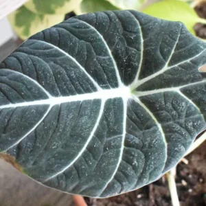 Black Velvet Alocasia Live Plant - Alocasia Reginula Starter - 4-6 in Tall Indoor Houseplant - Image 4