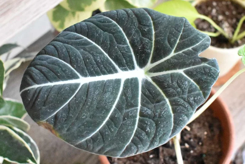 Black Velvet Alocasia Live Plant - Alocasia Reginula Starter - 4-6 in Tall Indoor Houseplant - Image 4