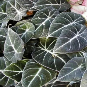 Black Velvet Alocasia Live Plant - Alocasia Reginula Starter - 4-6 in Tall Indoor Houseplant - Image 1