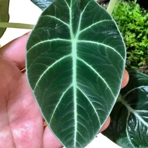 Black Velvet Alocasia Live Plant - Alocasia Reginula Starter - 4-6 in Tall Indoor Houseplant - Image 5
