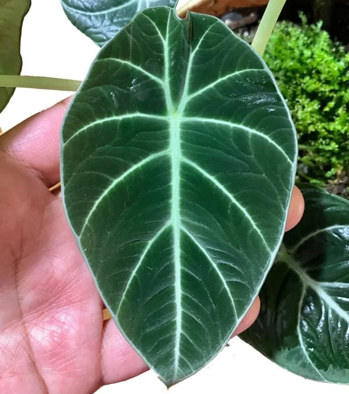 Black Velvet Alocasia Live Plant - Alocasia Reginula Starter - 4-6 in Tall Indoor Houseplant - Image 5