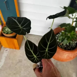 Black Velvet Alocasia Live Plant - Alocasia Reginula Starter - 4-6 in Tall Indoor Houseplant - Image 6