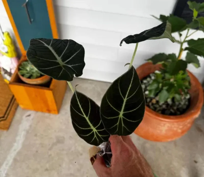 Black Velvet Alocasia Live Plant - Alocasia Reginula Starter - 4-6 in Tall Indoor Houseplant - Image 6