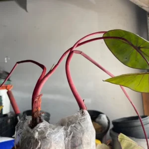 Black Velvet Alocasia Live Plant - Alocasia Reginula Starter - 4-6 in Tall Indoor Houseplant - Image 7