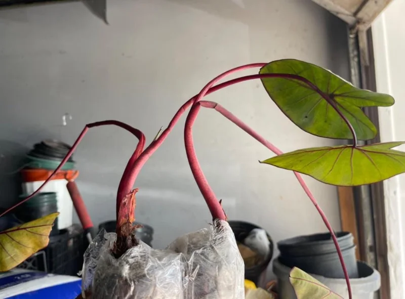 Black Velvet Alocasia Live Plant - Alocasia Reginula Starter - 4-6 in Tall Indoor Houseplant - Image 7