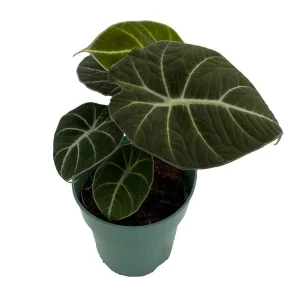 Black Velvet Dwarf Alocasia Live Plant – 4 inch Pot Houseplant - Image 1