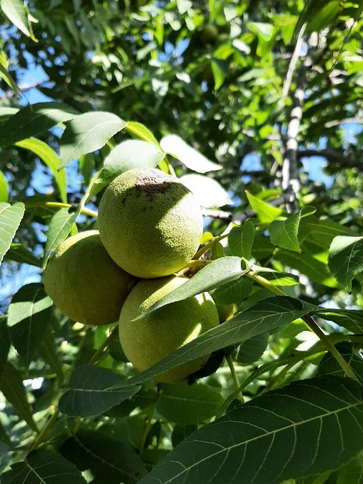 Black Walnut Tree Bare-Root - Eastern American Nut Tree - Hardy Nut Tree - Image 4