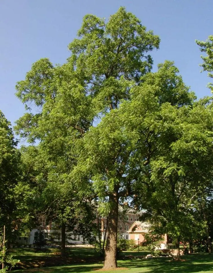 Black Walnut Tree Bare-Root - Eastern American Nut Tree - Hardy Nut Tree - Image 1