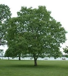 Black Walnut Tree – Bare Root Live Plant – 2 Pack, 18-24 inches Tall – Outdoor - Image 2
