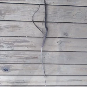 Black Walnut Tree – Bare Root Live Plant – 2 Pack, 18-24 inches Tall – Outdoor - Image 3